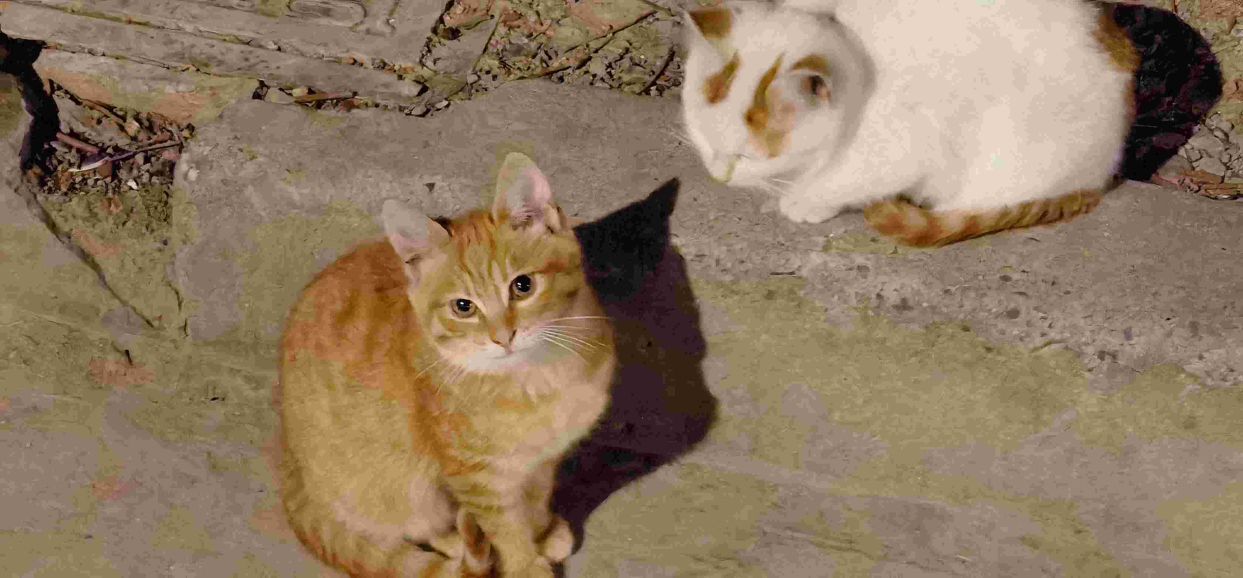 cat